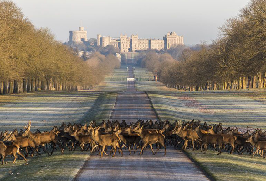 Windsor