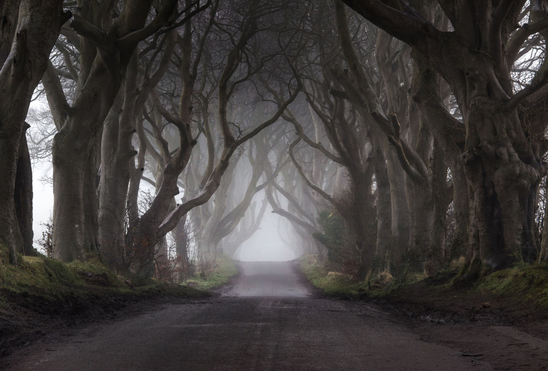 the dark hedges antrim game of thrones trees