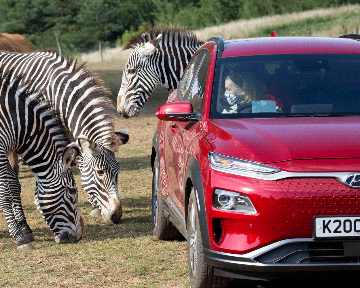 Hyundai offers safari experience at Chessington World of Adventures