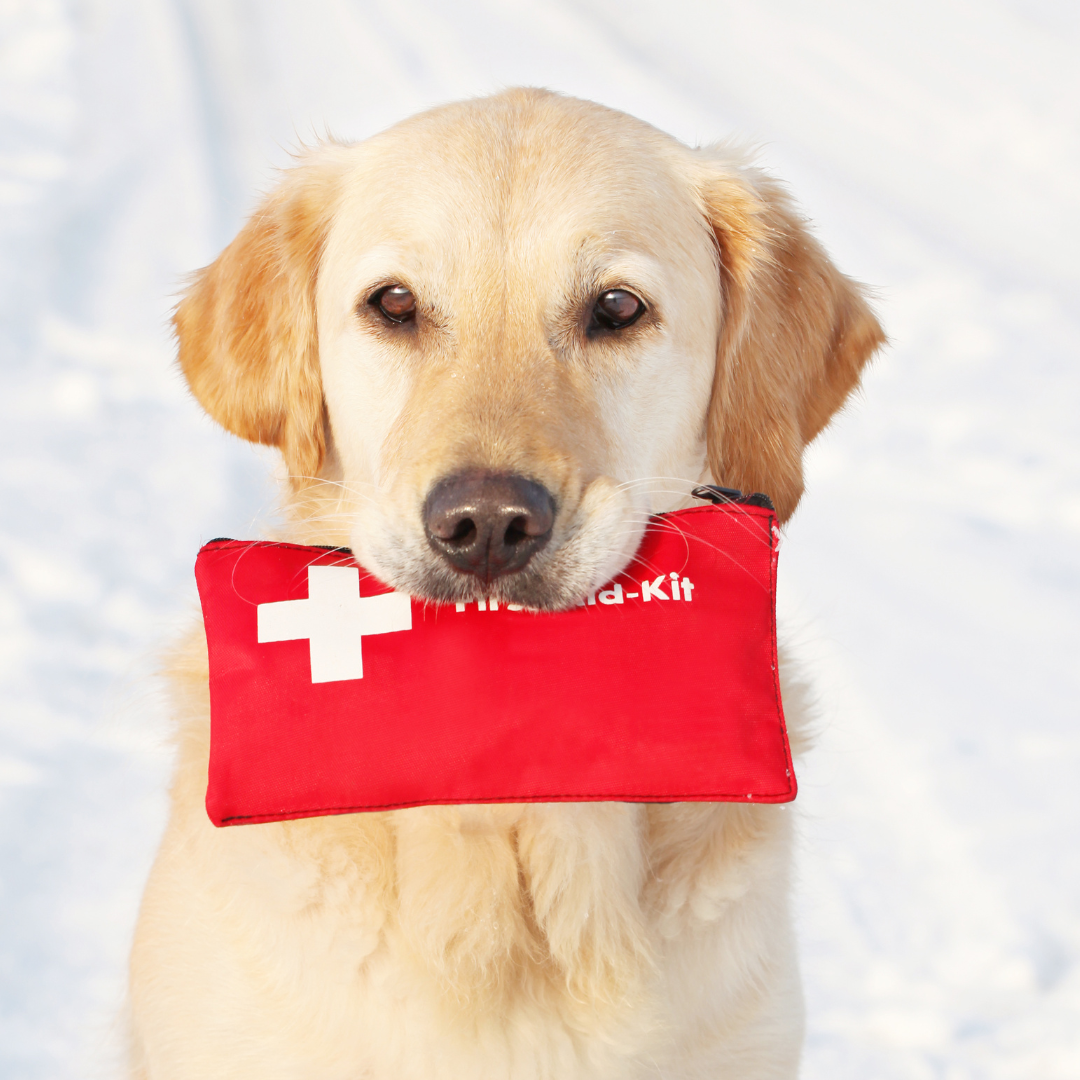 dog with first aid kit