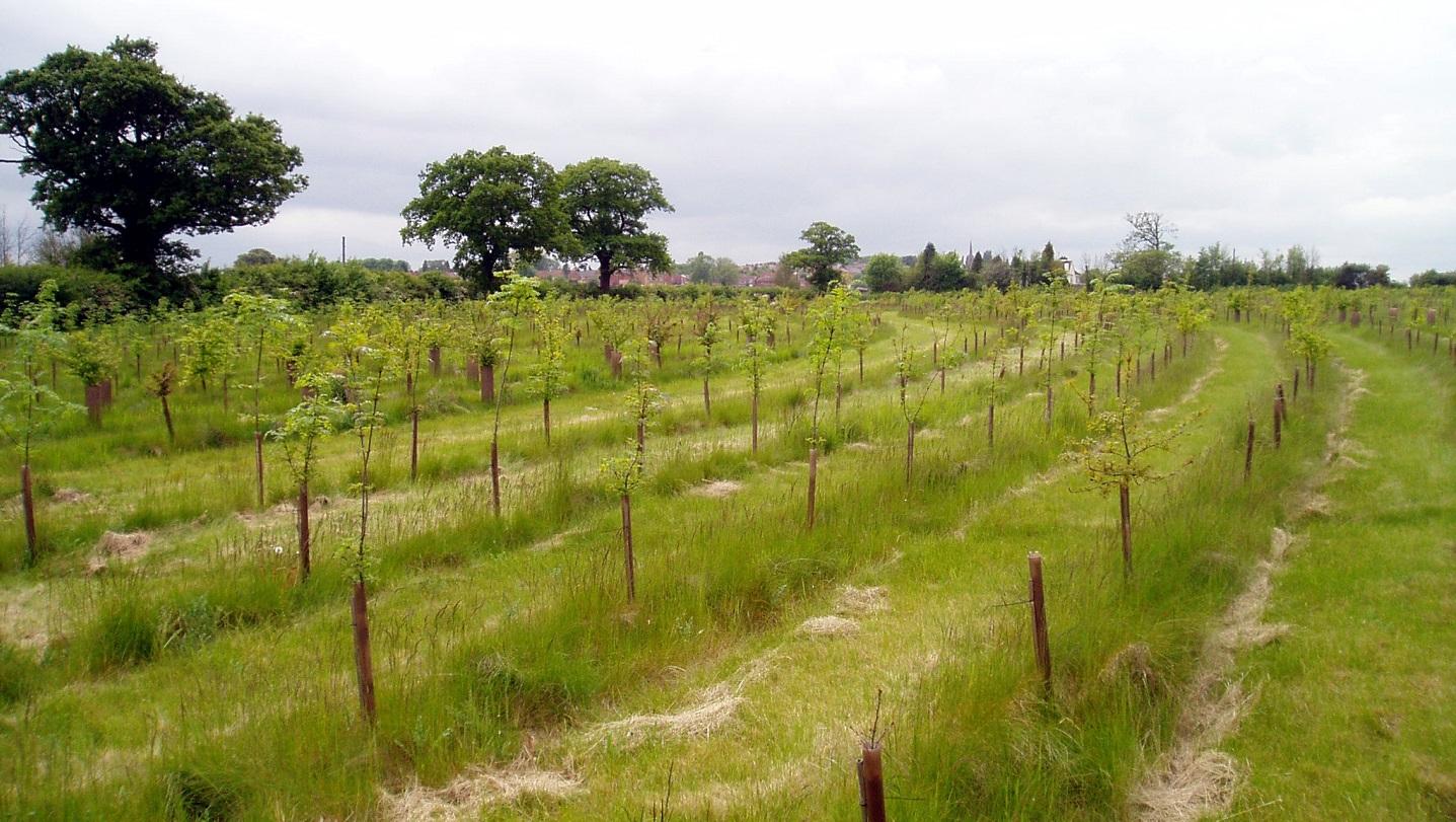 2,252 trees planted.....and counting!