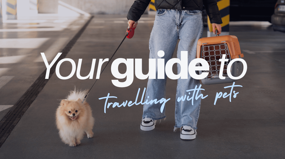 Travelling with Pets by Car: Your Complete Guide | National Pet Month 2026