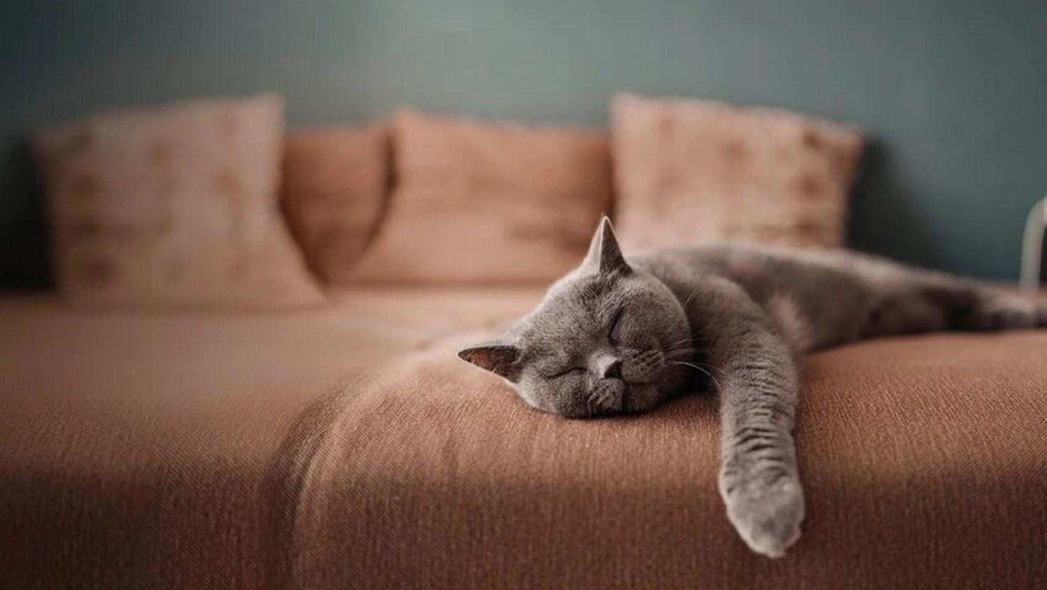 Cat sleeping on a sofa