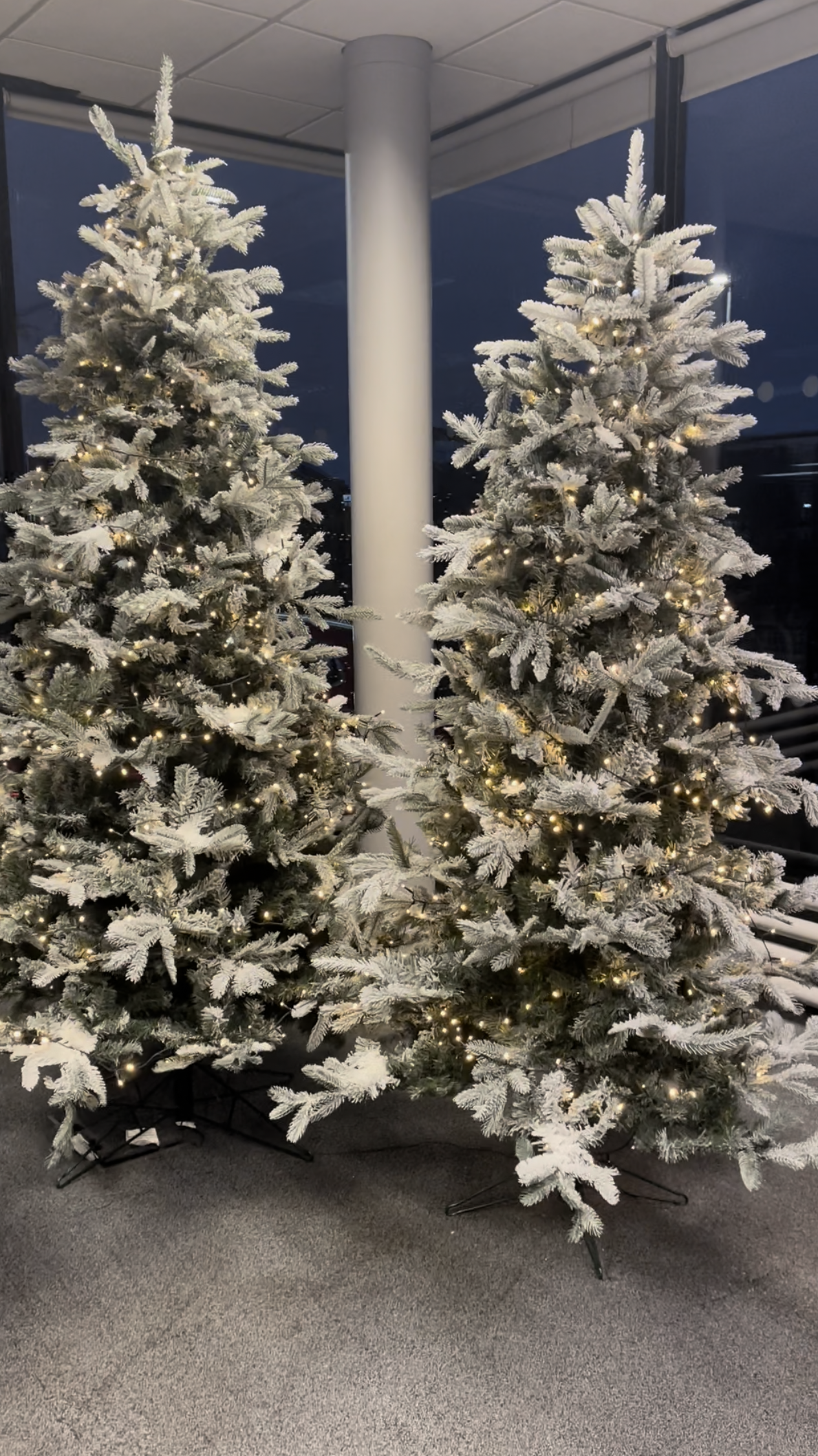 Frosted Christmas trees