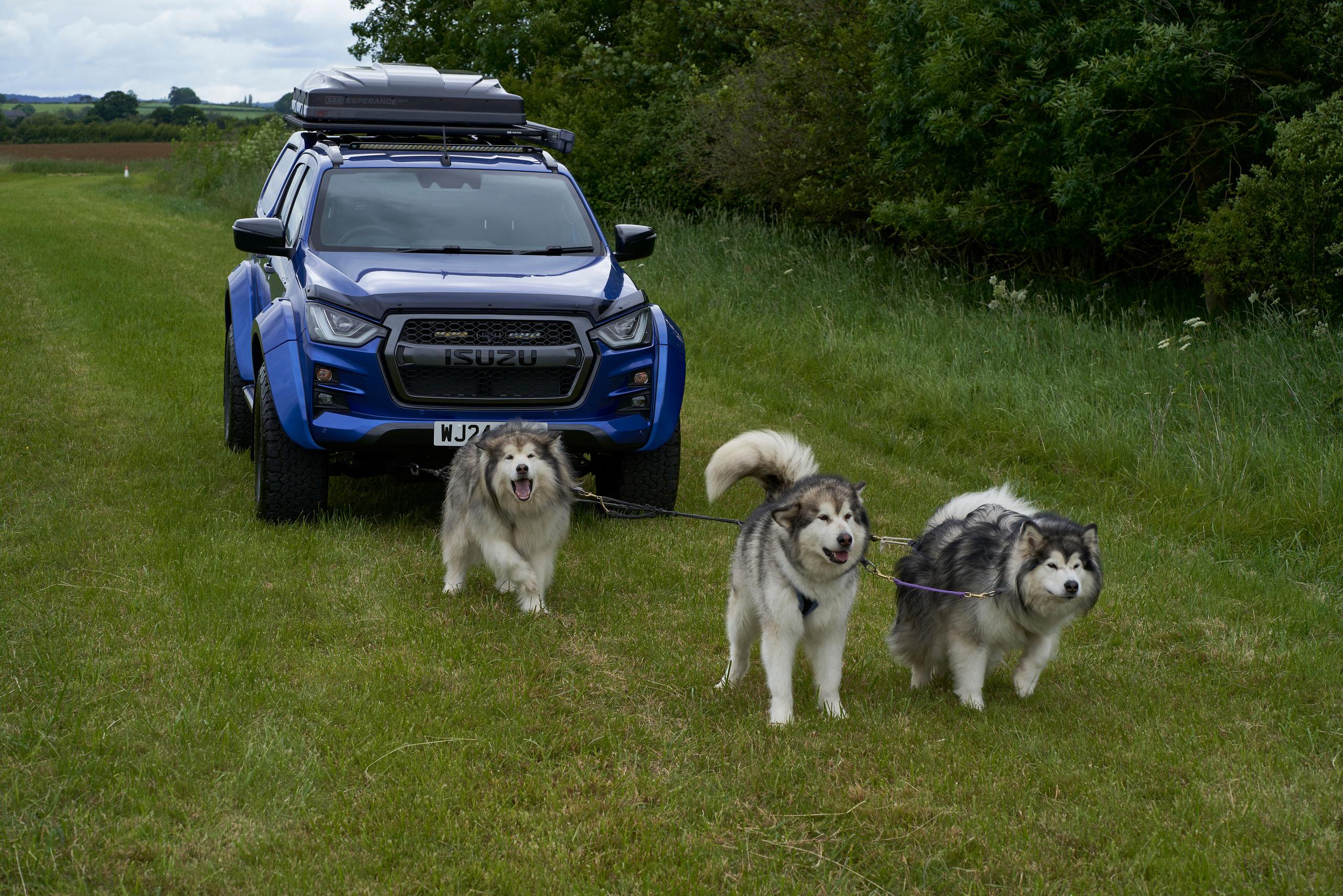 Sleddog Dryland World Championship Isuzu dogs running