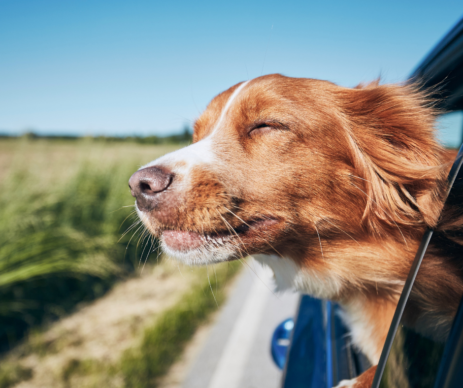 Dog with head out of car window