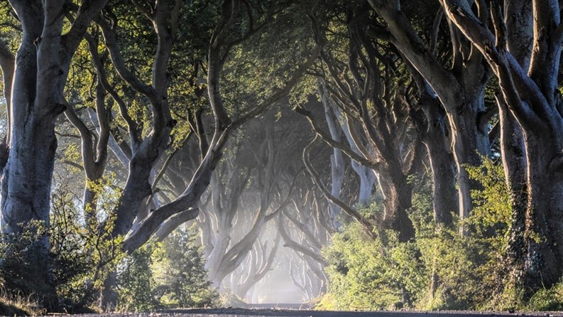 The Dark Hedges in Ballymoney