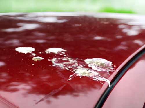 Bird droppings on vehicle paintwork requiring prompt cleaning to prevent damage.