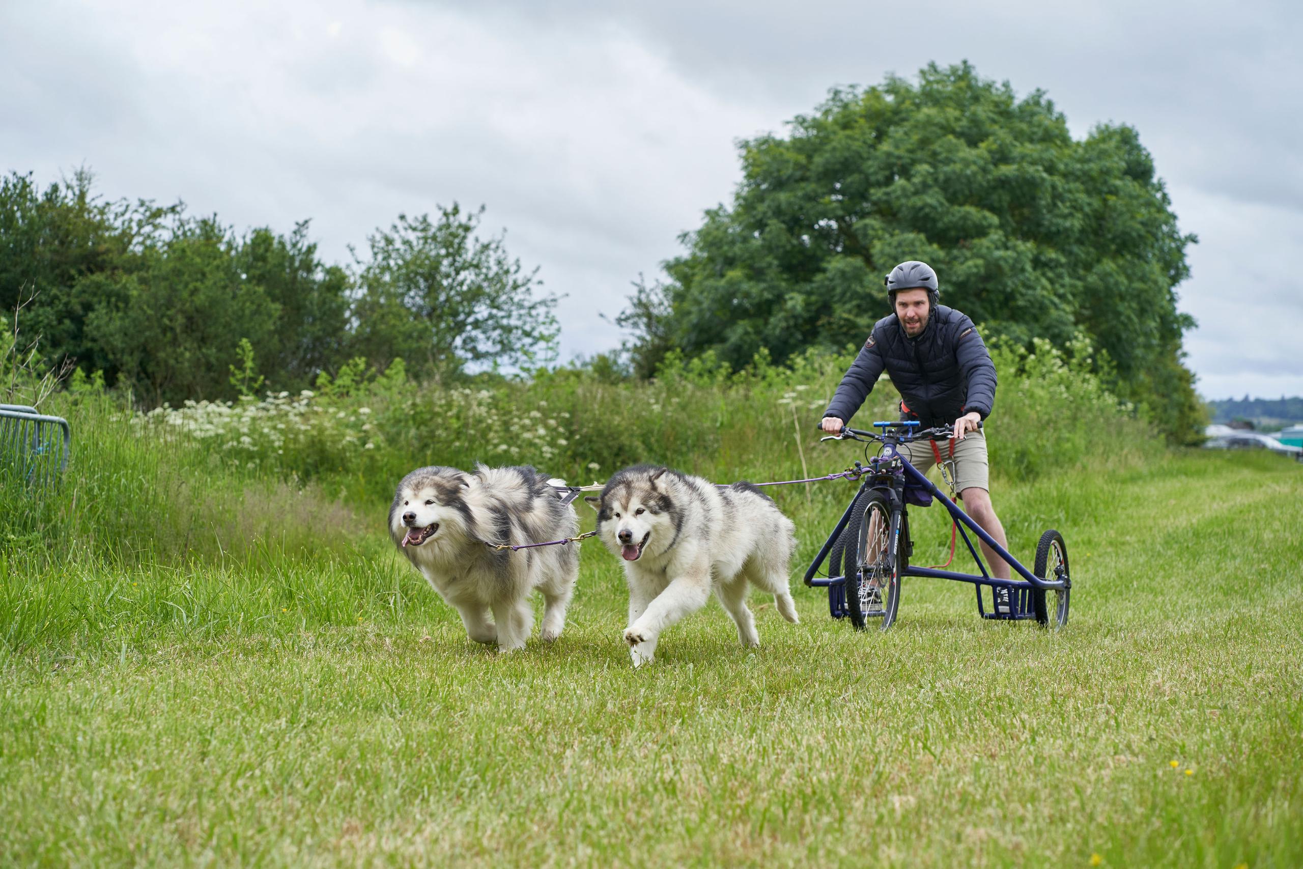Man riding bike being pulled by dogs