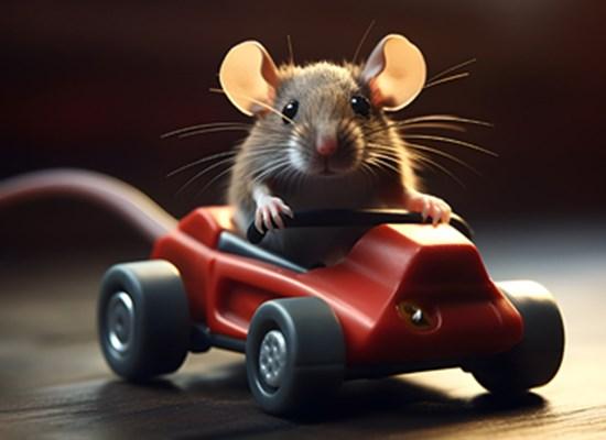 The Year of the Rat? RAC Say Critters are Causing Damage