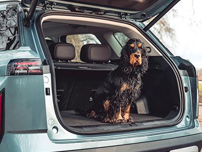 Paws on Board: Cars Designed for Life With Pets