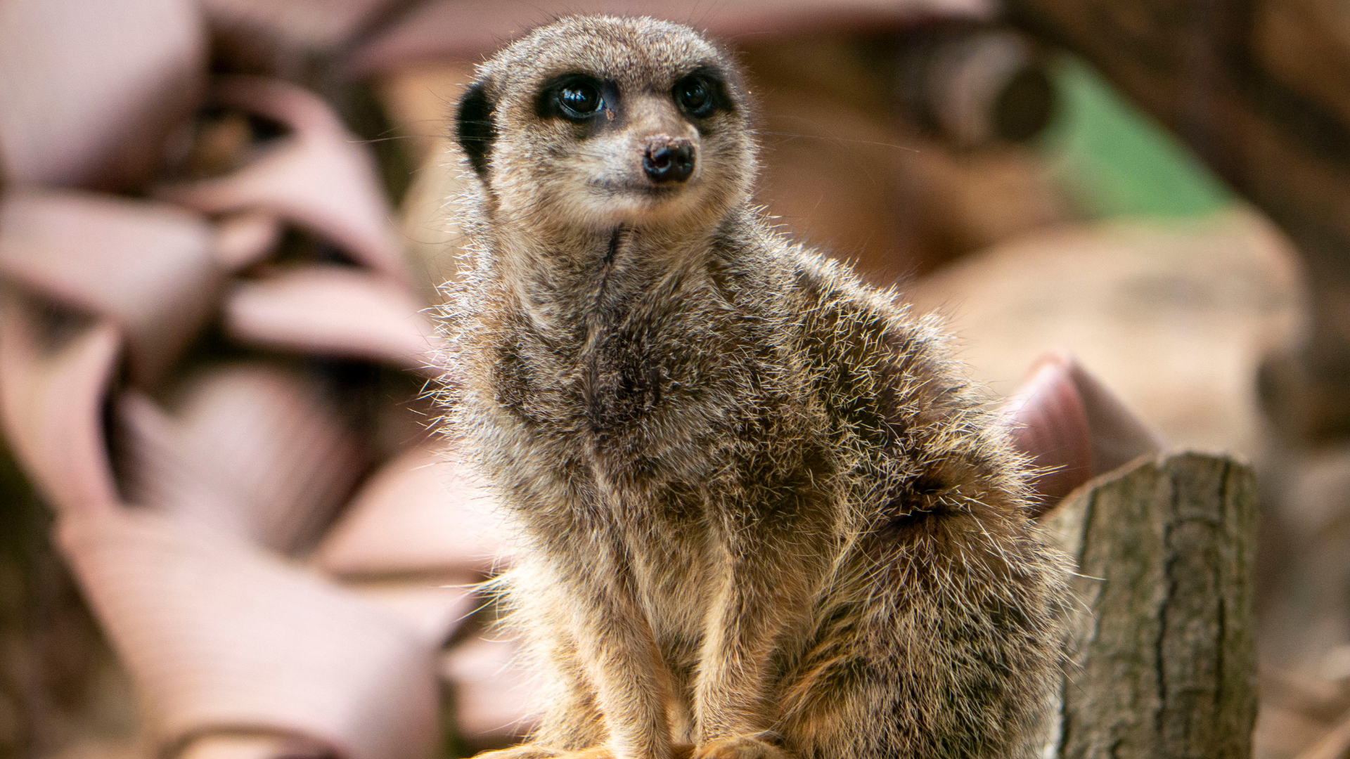 Proudly supporting Dartmoor Zoo 