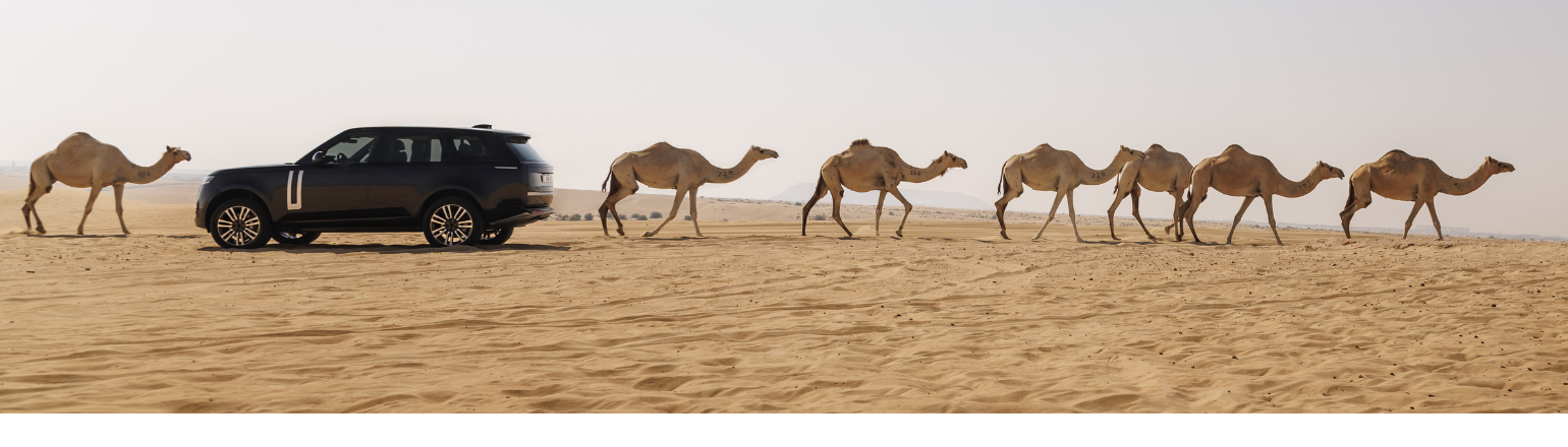 Range Rover driving alongside camels in desert landscape.