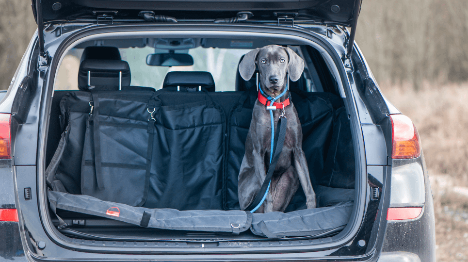 Dog in the boot of an SUV with a boot liner and lead