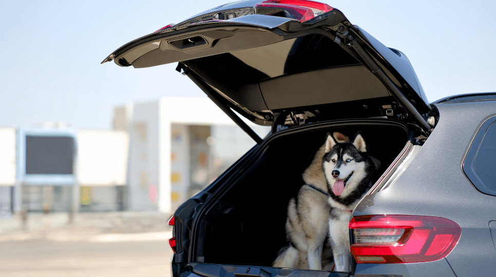 Husky in the boot of a car with the tailgate open