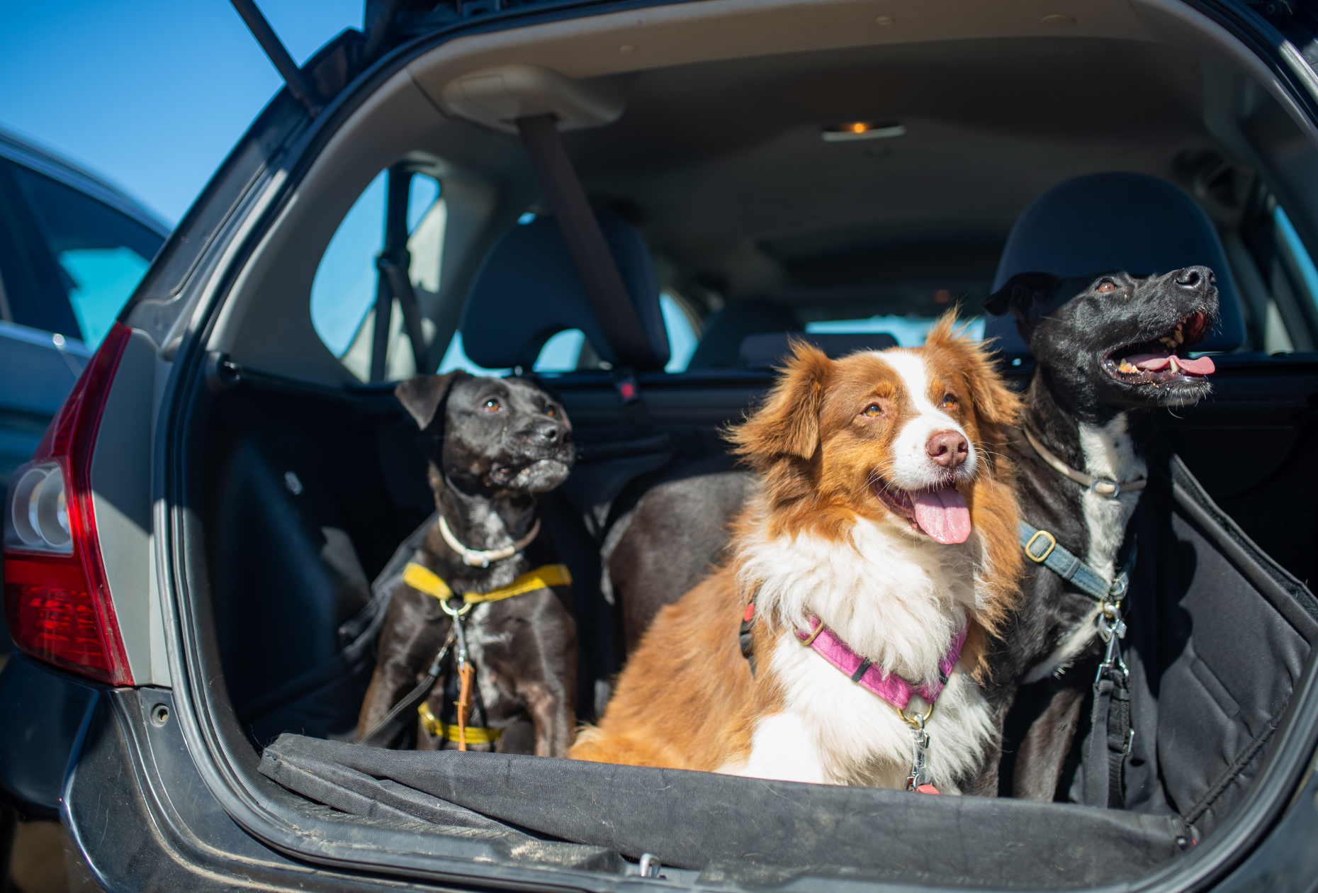 three dogs in open boot of car smiling