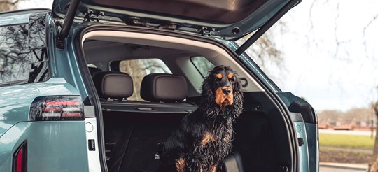 Paws on Board: Cars Designed for Life With Pets
