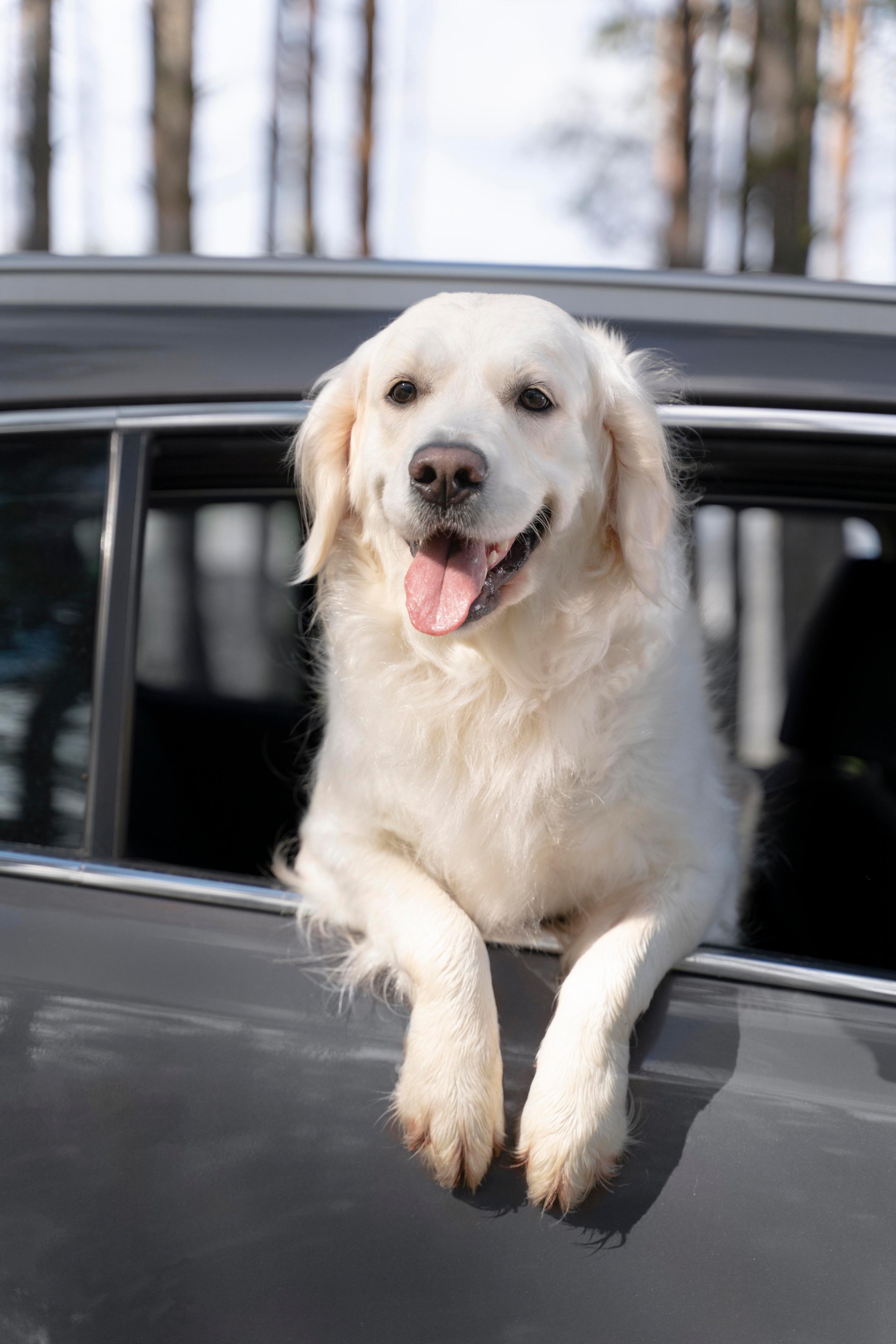 dog in a car