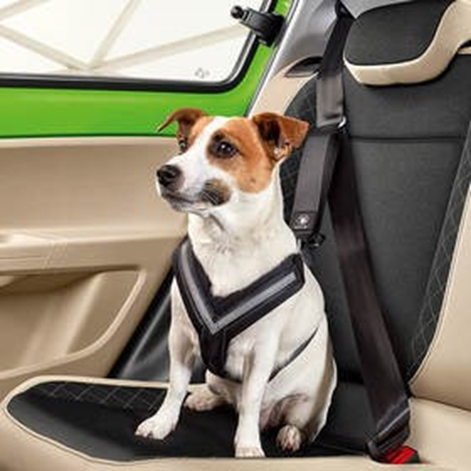 Dog Wearing a Seatbelt