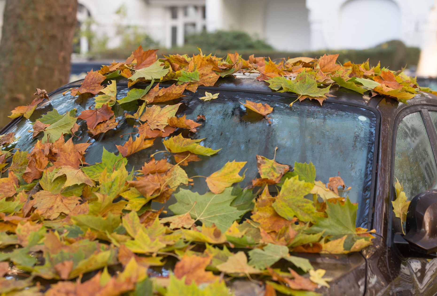 Car covered in autumn orange and green leaves fallen