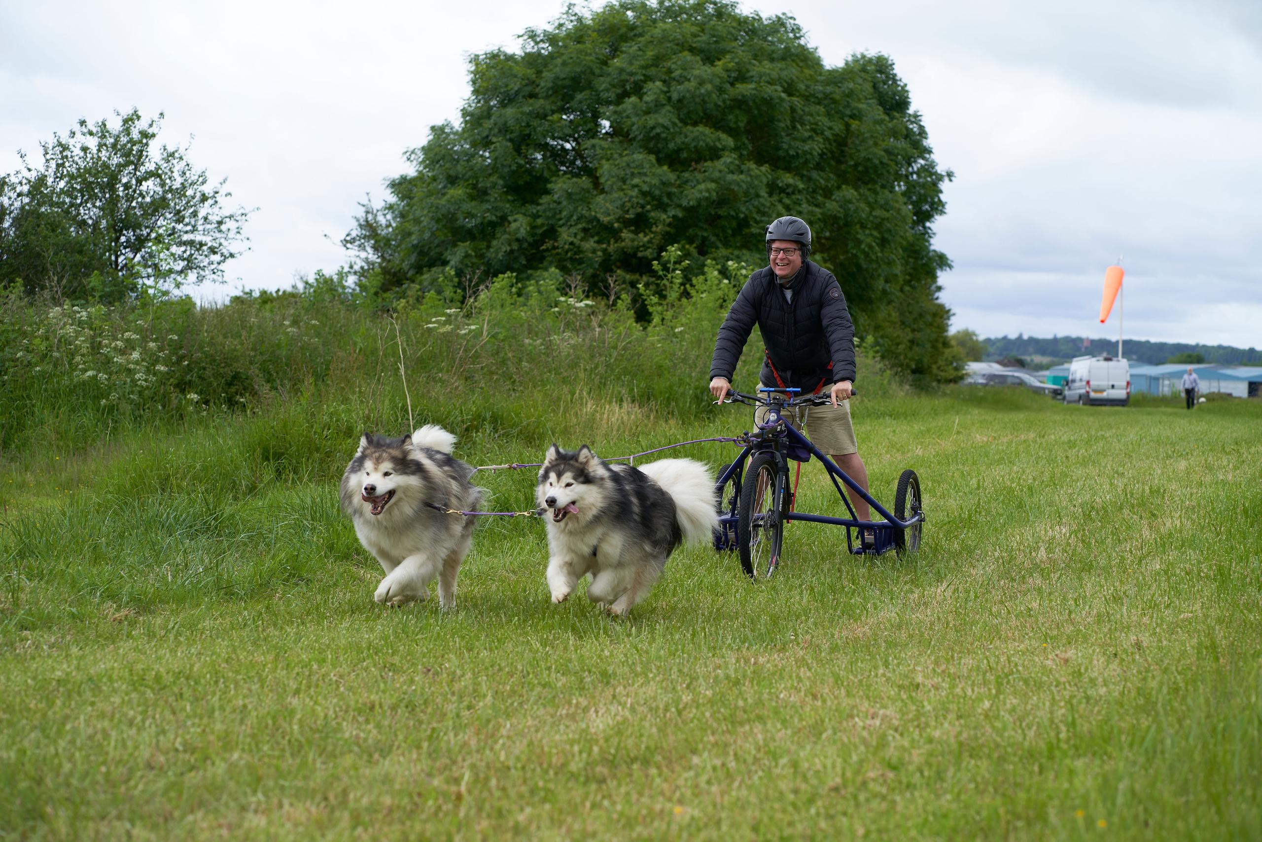 Man on bike being pulled by dogs