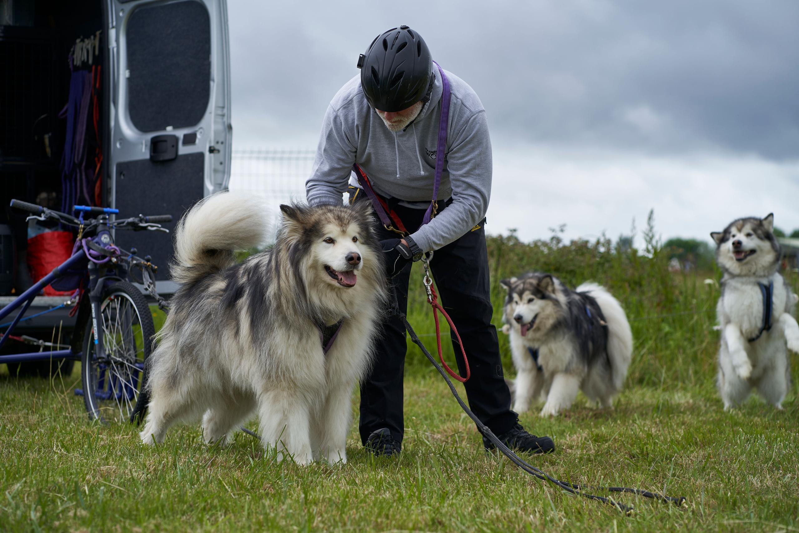 Sleddog Dryland World Championship Isuzu dogs having leads put on 