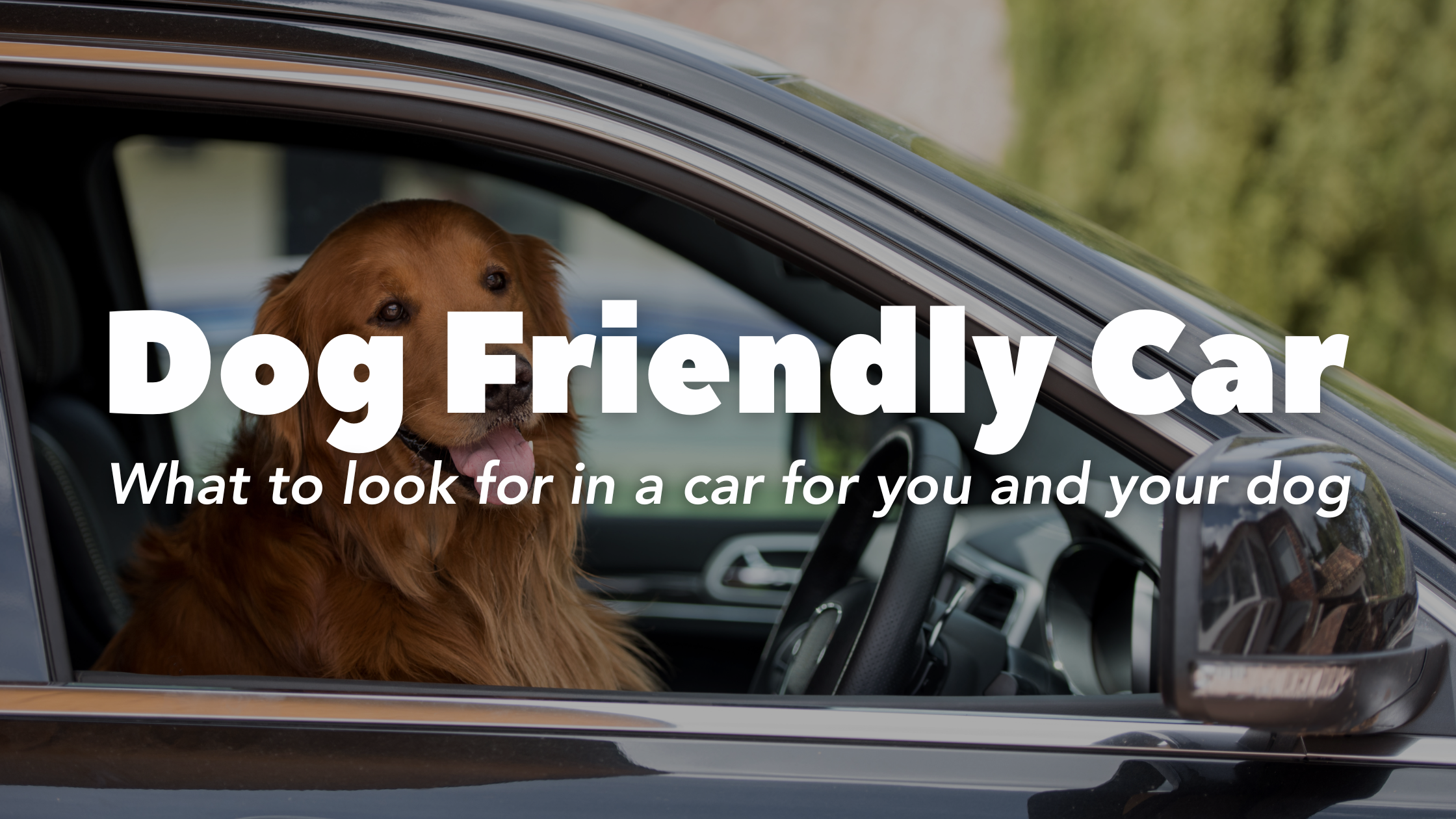 Dog Friendly Cars