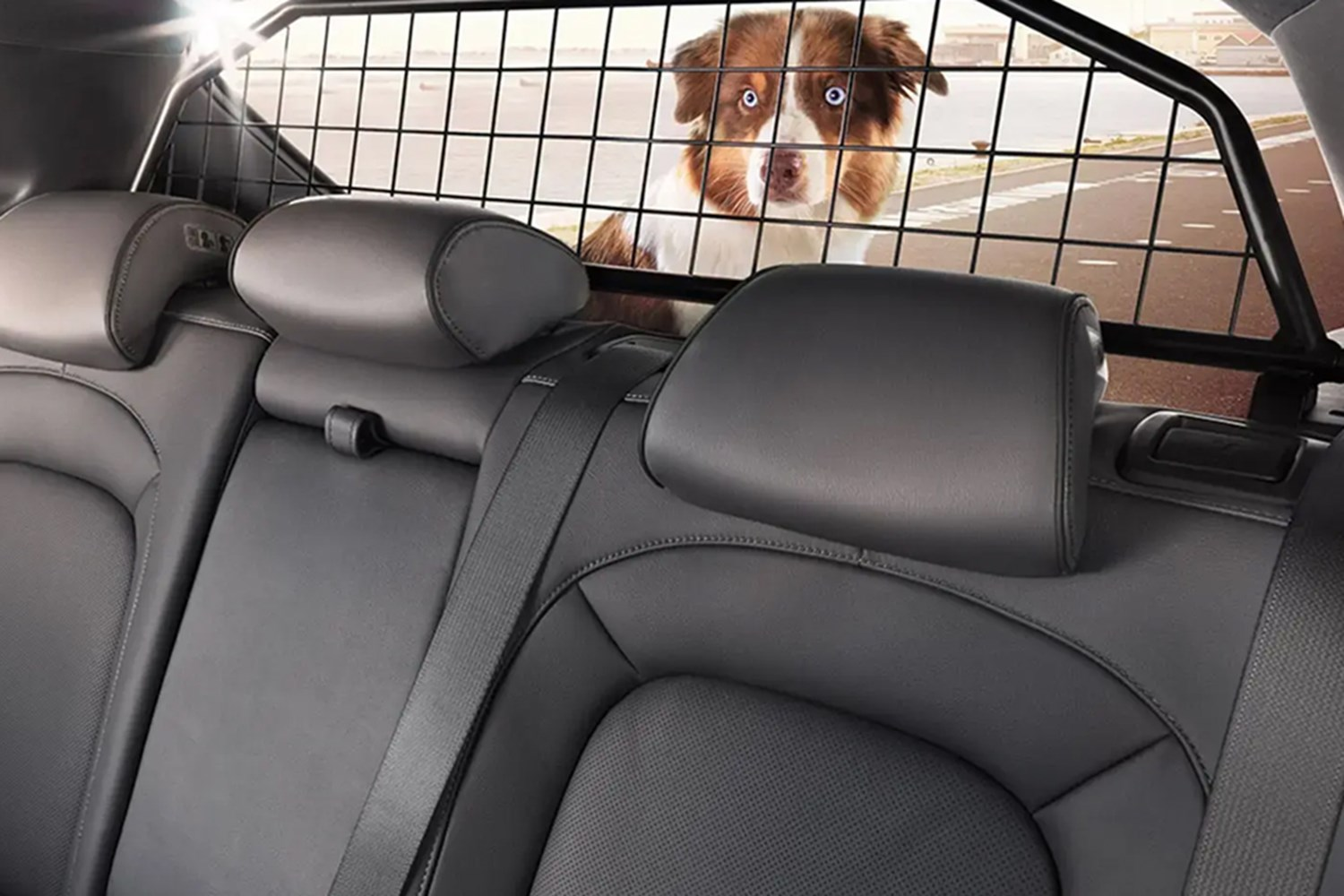 Dog in the boot of a car